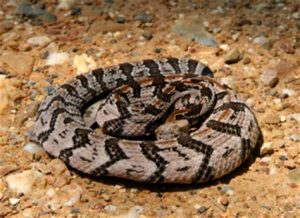 Image of a rattlesnake coiled up on the ground in Red River Texas
